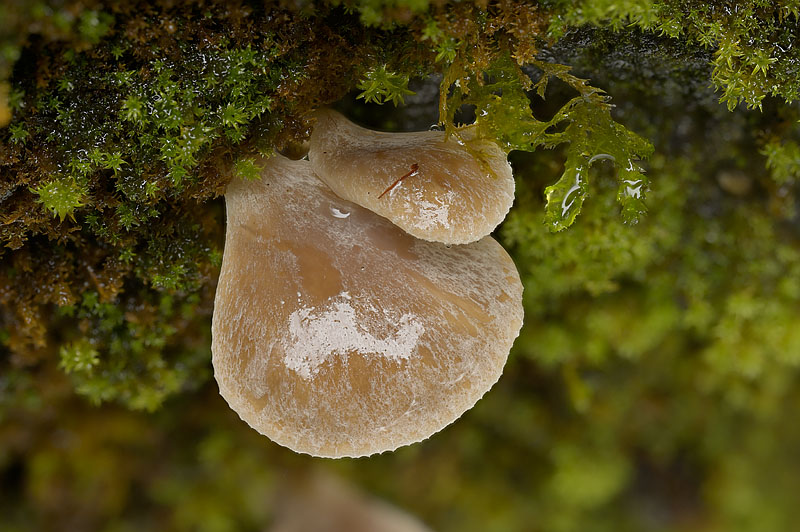 Hohenbuehelia auriscalpium